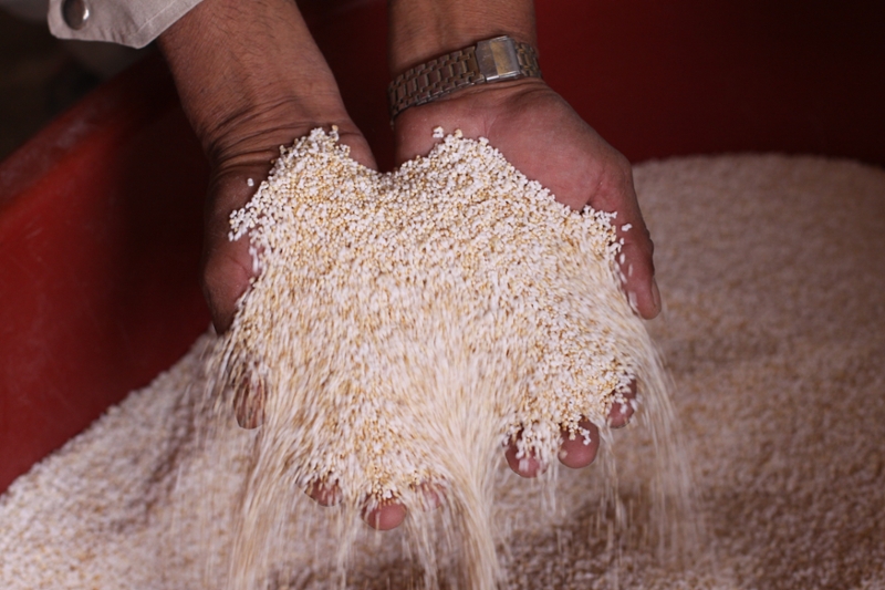 close-up photo of grain spilling out of a farmer's hands