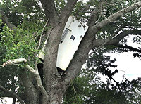 Refrigerator in tree post-Katrina