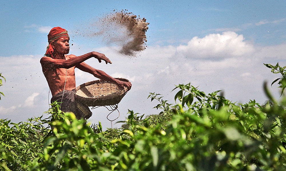 A farmer in Cooch Behar, India, scatters ashes over a cultivated field to kill pests, an alternative to applying pesticides. © 2013 Sujan Sarkar, Courtesy of Photoshare