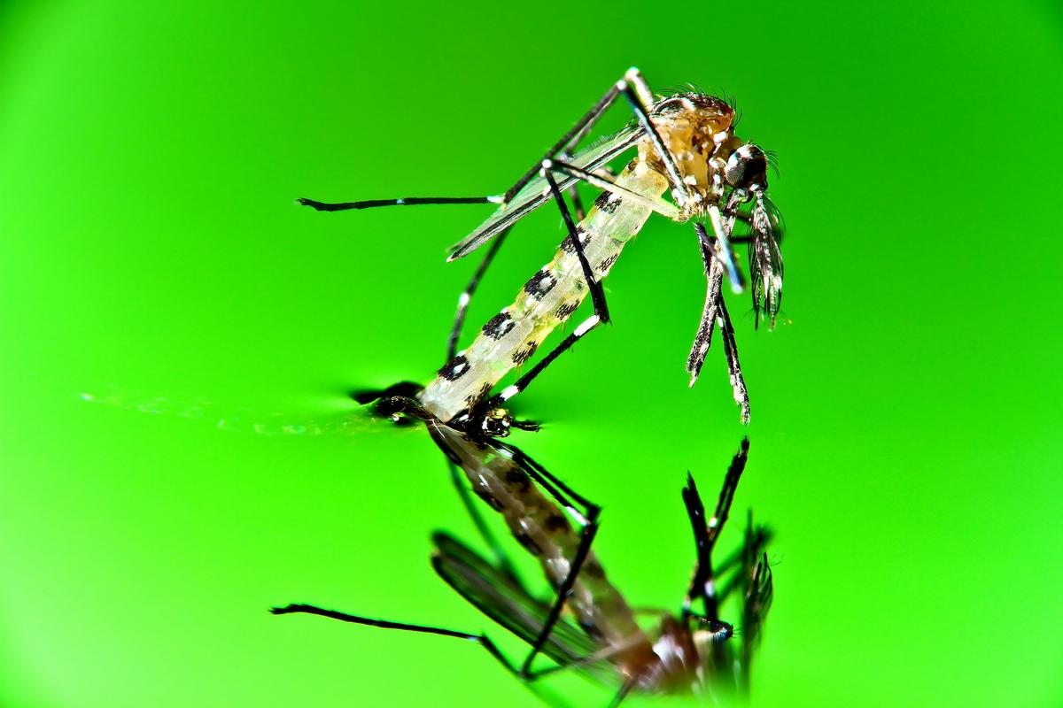 A full grown mosquito emerges from its pupae stage in the Philippines. © 2013 Joel Forte/SLR Club, Courtesy of Photoshare