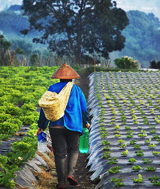 A vegetable farmer in Lembang, Indonesia, walks through the mengrap vegetable fields with two bottles of drinking water. © 2004 Kusnadi Kusnadi, Courtesy of Photoshare