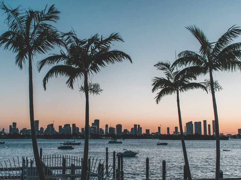 Palm trees and Florida city skyline