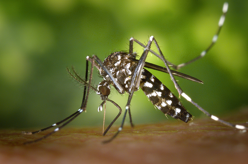 Photo of a tiger mosquito