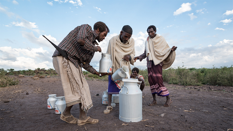 image of nomadic herders collecting camel's milk