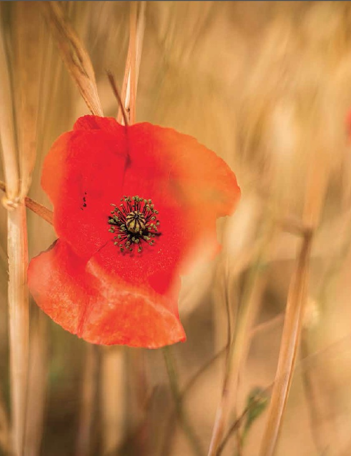 image of an opium poppy flower in a field