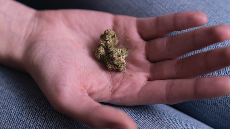 outstretched hand holding marijuana in palm
