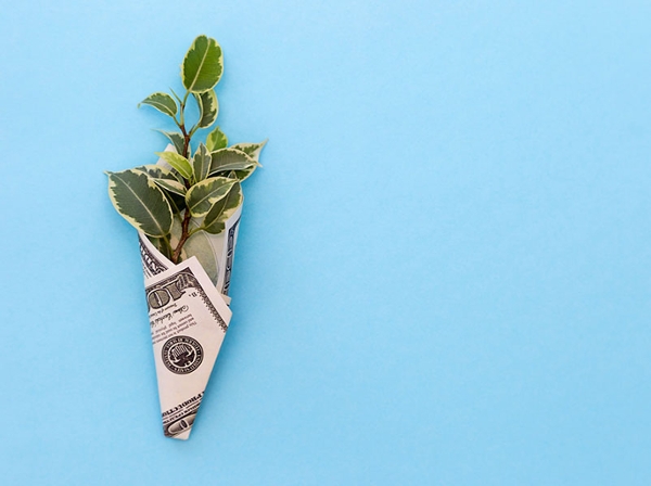 Plant with $100 bill wrapped around it